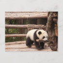 Search for panda postcards China