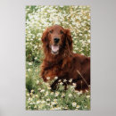 Search for setter painting posters Red