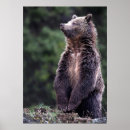 Search for grizzly bear picture posters Wildlife