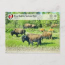 Search for american national park postcards Buffalo