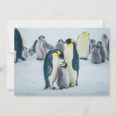Recherche de pingouin antarctique vœux cartes Animaux dans la nature