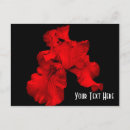 Search for black iris postcards Red