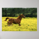 Recherche de poulain jument posters Famille