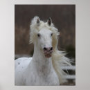 Recherche de cheval d appaloosa posters Animal