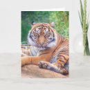 Search for predators cards Big cats