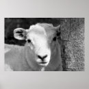Search for lamb posters Cute