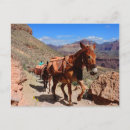 Search for pack mule Mules