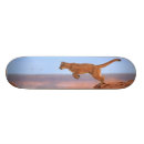 Recherche de roches comp skateboards Paysage