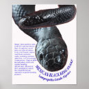 Search for pet lizard posters Pets