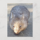 Recherche de wombat cartes postales Marsupiaux