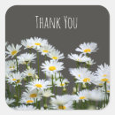 Search for chamomile flowers stickers Floral