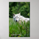Search for grey wolves posters Wild animals