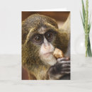 Search for monkeys photo cards Wildlife