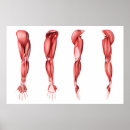 Search for arm muscle posters Anatomy