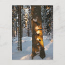 Recherche de se givrer cartes postales Arbre