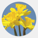 Recherche de jonquille jaune autocollants Jonquilles
