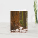 Search for mule cards Wildlife