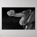 Recherche de boa posters Animal