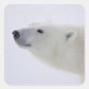 Search for endangered species stickers Bear