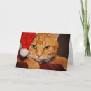 Search for kitten christmas cards From the cat