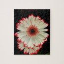 Search for white gerbera daisy Flowers