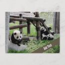 Search for cute baby panda postcards Zoo