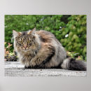 Search for veterinary posters Funny