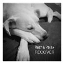Recherche de images de chien posters Photographie