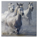 Search for horse tiles Nature