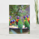 Search for lorikeets cards Rainbow lorikeet