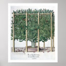Search for ficus posters Fruit