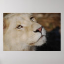 Search for lion face posters Lioness