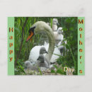 Search for mother and baby bird postcards For her