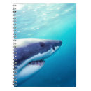 Recherche de cool shark Sous marin