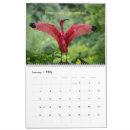 Search for robin bird calendars Swans