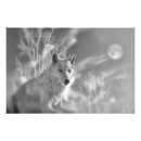 Recherche de loups blancs posters Loup des neiges