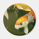 Recherche de kois magnets Japonais