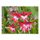 Search for gladiola posters Floral