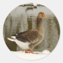 Search for goose photo stickers Geese