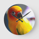 Search for conure art Sun