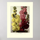 Recherche de hollyhock posters Illustration