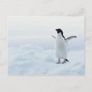 Recherche de pingouin antarctique cartes postales Animal