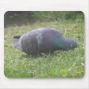 Search for pigeons mousepads Animals