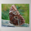 Search for butterfly posters Morpho