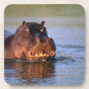 Recherche de hippopotames dessous de verres Nature