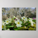 Search for primrose posters Yellow
