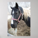 Recherche de paint horse posters Pinto