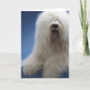 Recherche de petit berger cartes postales Dog