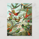 Recherche de trochilidae cartes postales Kunstformen der natur