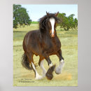 Search for shire horse posters Clydesdale